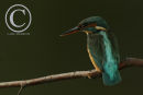 Female Kingfisher